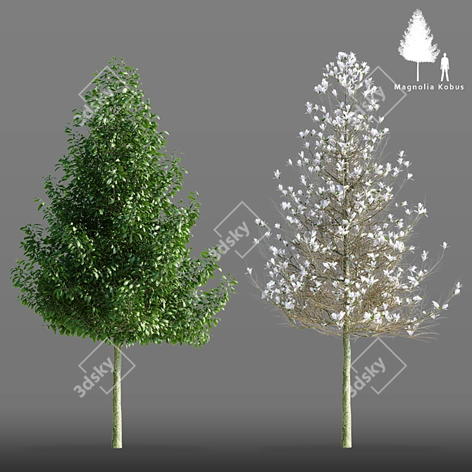 Magnificent Magnolia Kobus Tree 3D model image 1