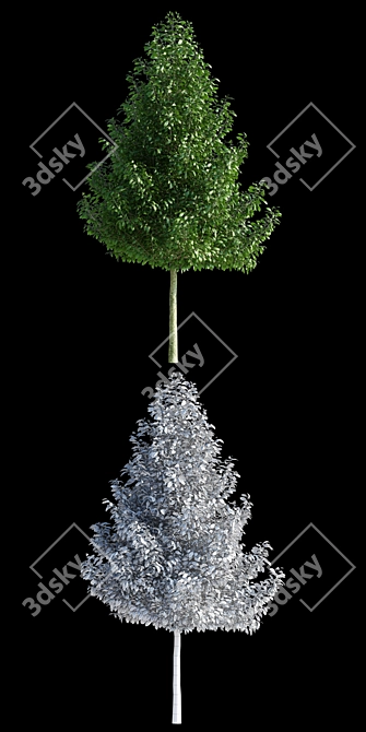 Magnificent Magnolia Kobus Tree 3D model image 2