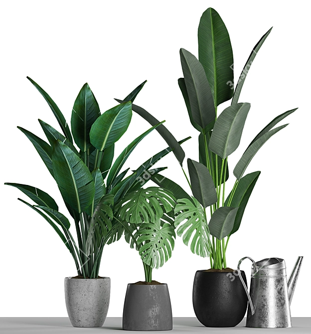 Tropical Plant Collection: Paradise, Monstera, Banana Palm - 125 Varieties 3D model image 2