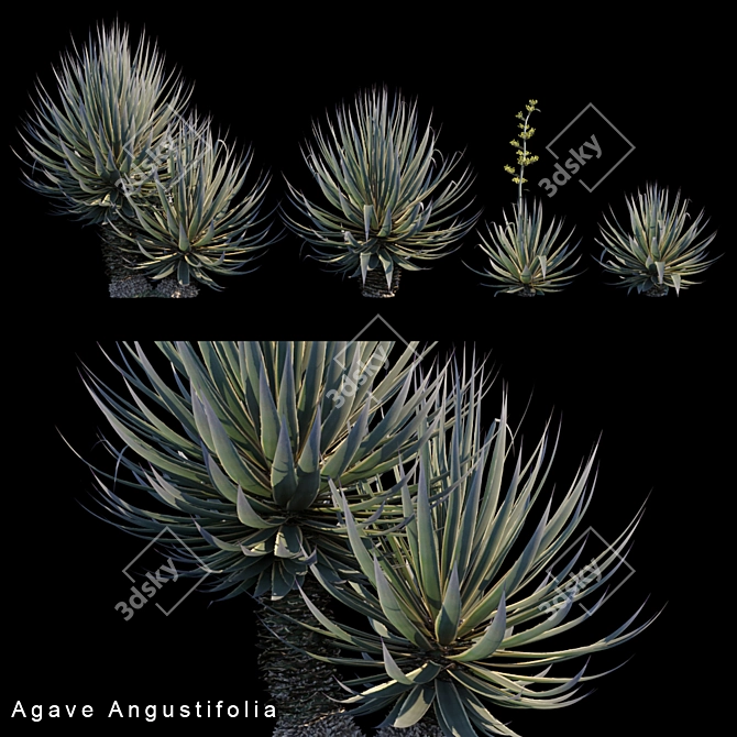 Agave Angustifolia: 4 Variations for Render 3D model image 1