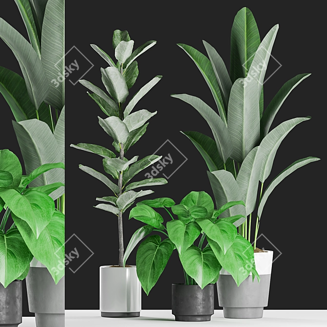 Tropical Plants Collection: Ficus, Banana Palm 3D model image 1