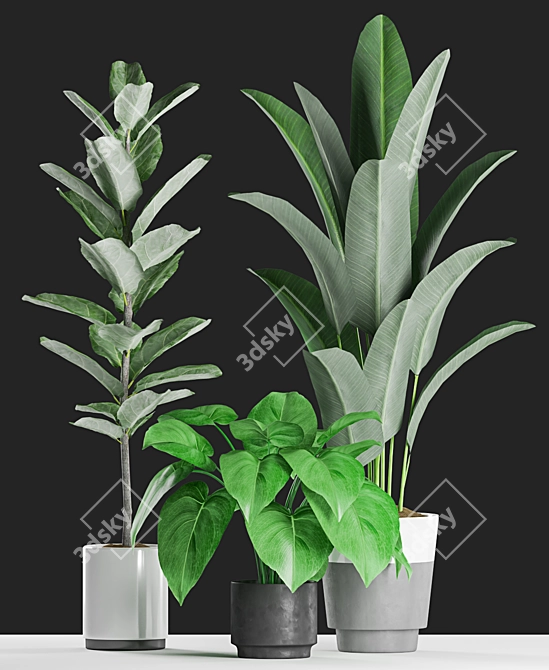 Tropical Plants Collection: Ficus, Banana Palm 3D model image 2