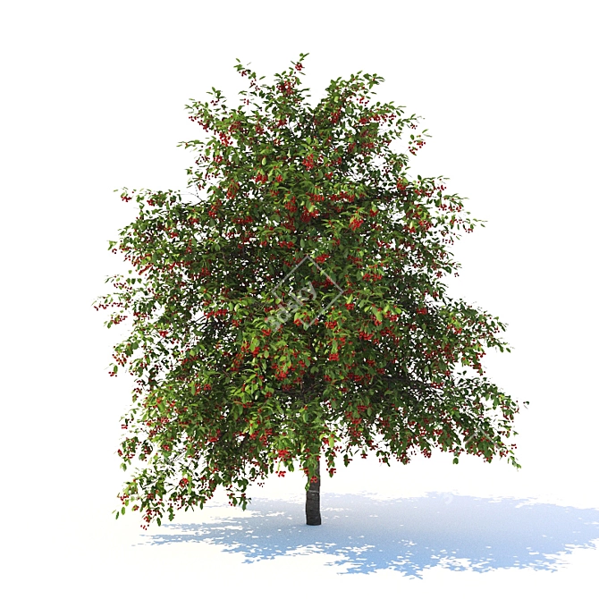 Cherry Delight - Prunus Avium Tree 3D model image 2