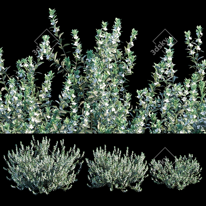 White Cloud: Leucophyllum Frutescens 3D model image 2