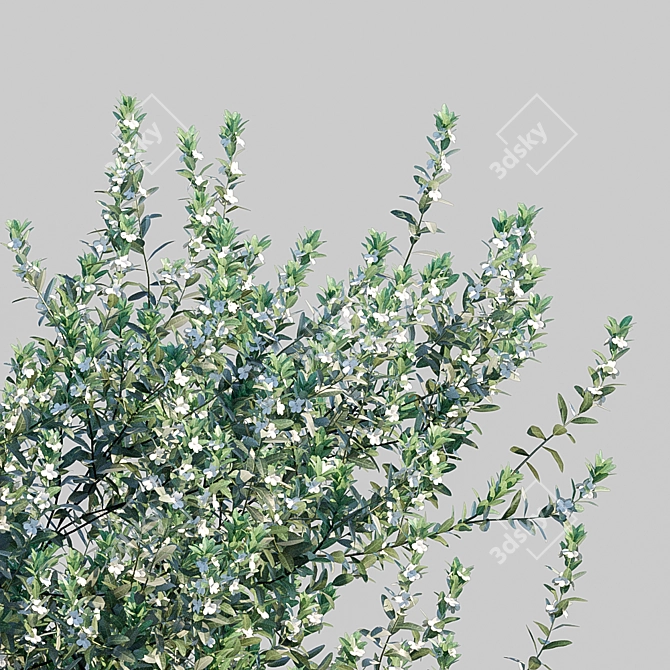 White Cloud: Leucophyllum Frutescens 3D model image 3