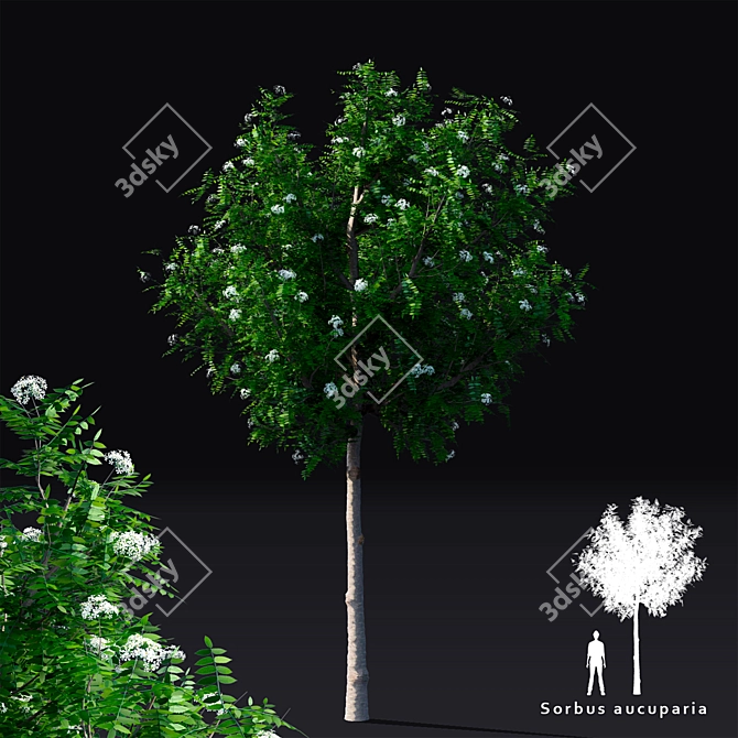 Fastigiate Rowan Tree | Sorbus aucuparia | 3D Model 3D model image 1