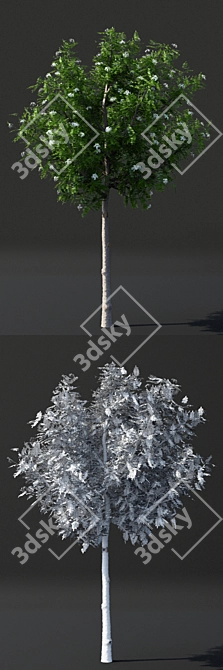 Fastigiate Rowan Tree | Sorbus aucuparia | 3D Model 3D model image 2