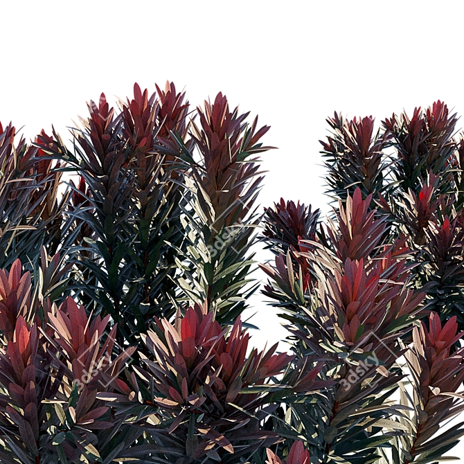 Euphorbia Blackbird: Vibrant Cushion Spurge! 3D model image 3