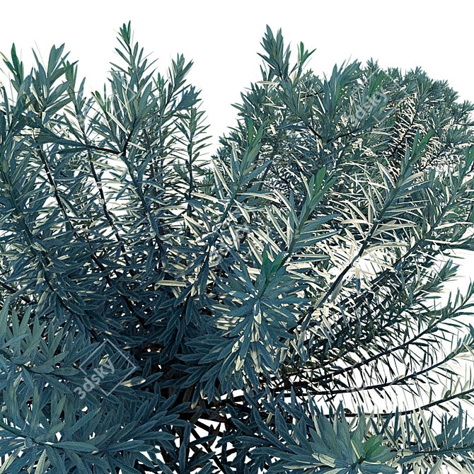  Serene Sky Euphorbia | Cushion Spurge 3D model image 3