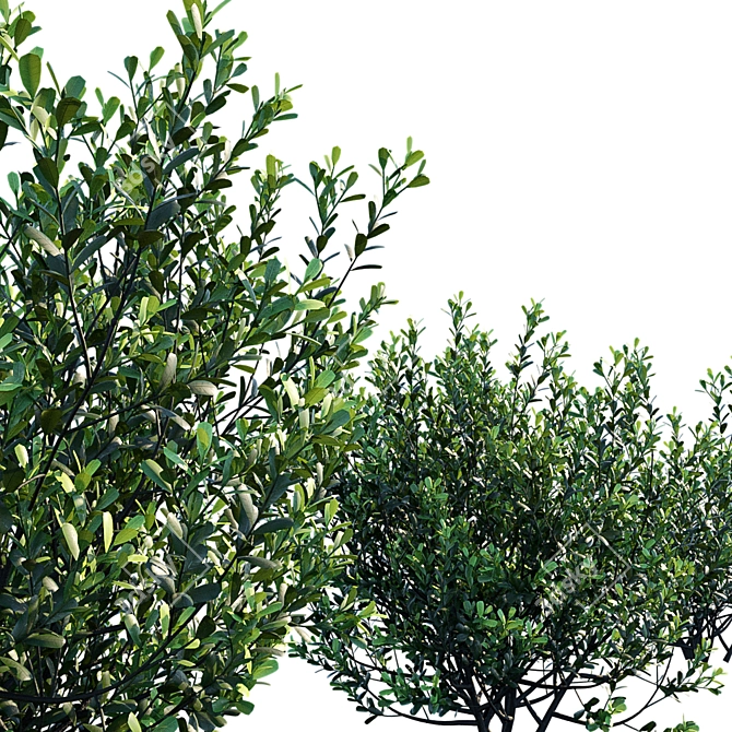 Versatile Ilex Crenata Hoogendorn: 3 variations 3D model image 3