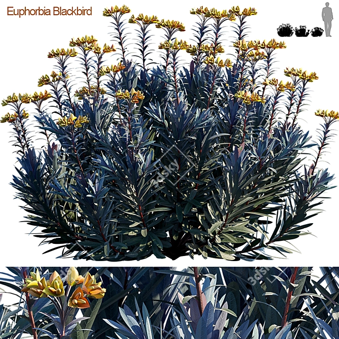 Euphorbia Blackbird: Triple Threat 3D model image 1