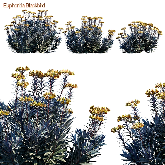 Euphorbia Blackbird: Triple Threat 3D model image 2