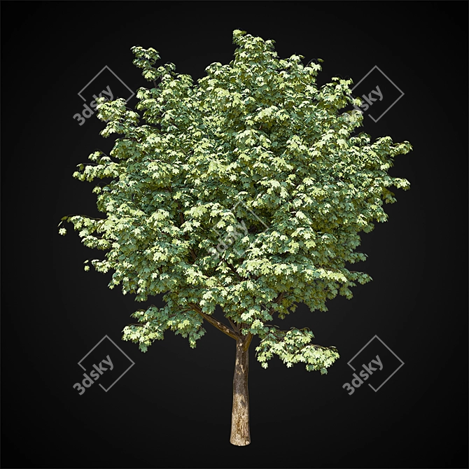 Giant Maple Tree: 15m Height, 12x14m Leaf Spread 3D model image 1