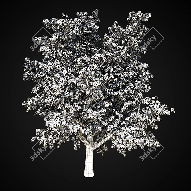 Giant Maple Tree: 17m Height 3D model image 2