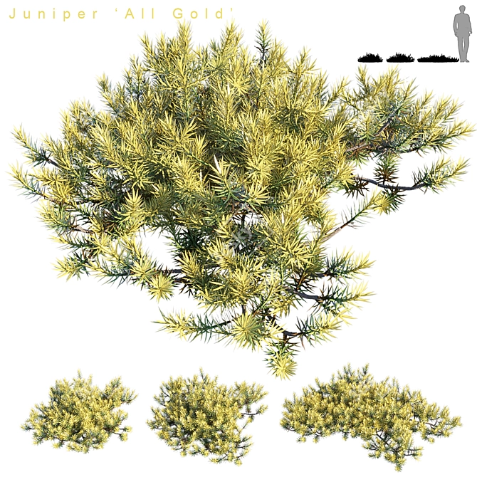 Golden Carpet Juniperus | All Gold 3D model image 1