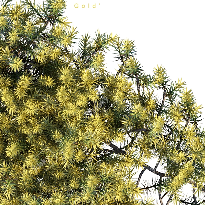 Golden Carpet Juniperus | All Gold 3D model image 3