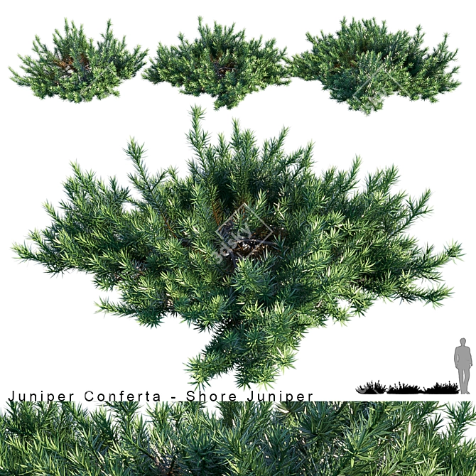 Coastal Beauty: Juniperus Conferta 3D model image 1