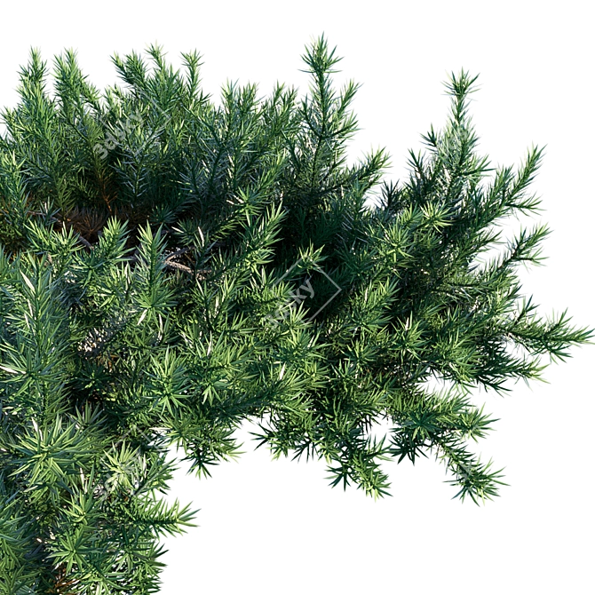 Coastal Beauty: Juniperus Conferta 3D model image 2