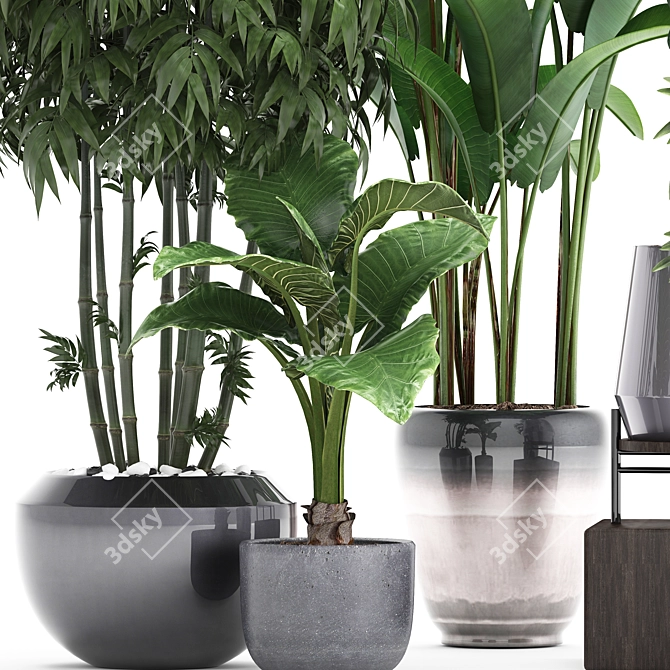 Exotic Plant Collection 3D model image 2