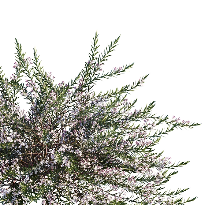 Ruby Cascade Wax Flower | Philotheca Myoporoides 3D model image 2