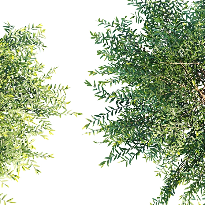 Graceful Cascading Phyllanthus Multiflorus 3D model image 3