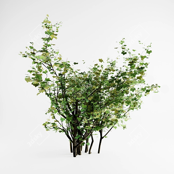 Greencurrant - Low-poly Shrub 3D model image 1