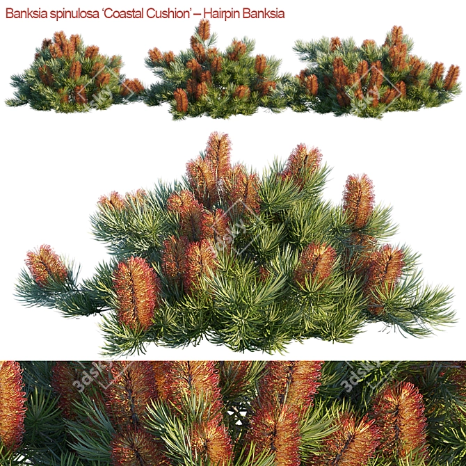 Coastal Banksia Hairpin: Exquisite 3D Model 3D model image 1