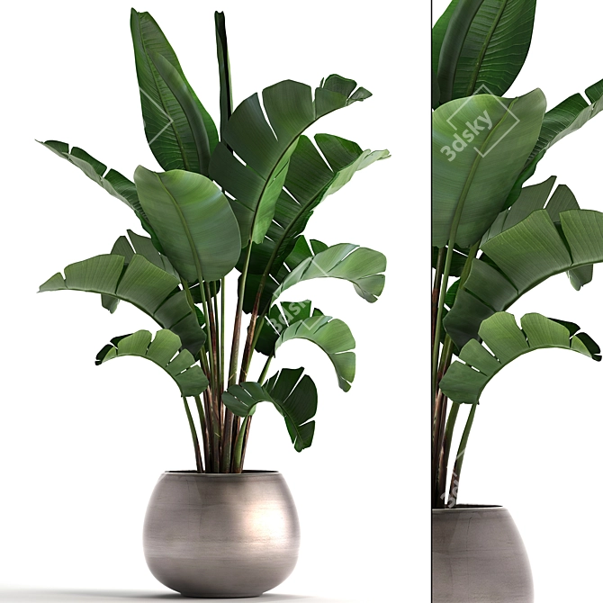 Tropical Plant Collection 3D model image 1