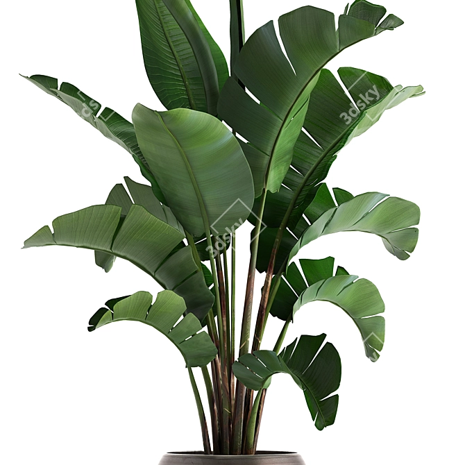 Tropical Plant Collection 3D model image 2