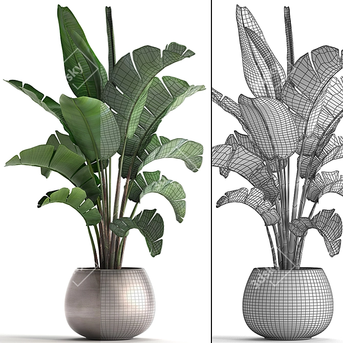 Tropical Plant Collection 3D model image 3