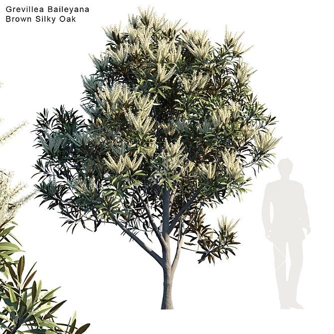 Silky Oak Tree: Grevillea Baileyana 3D model image 1