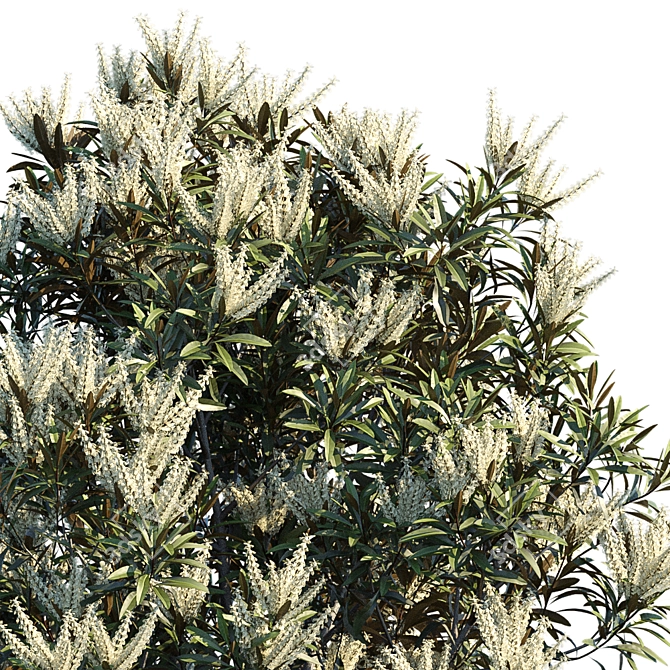 Silky Oak Tree: Grevillea Baileyana 3D model image 3