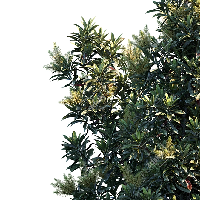 Silky Oak Tree - Darlingia Darlingiana 3D model image 3