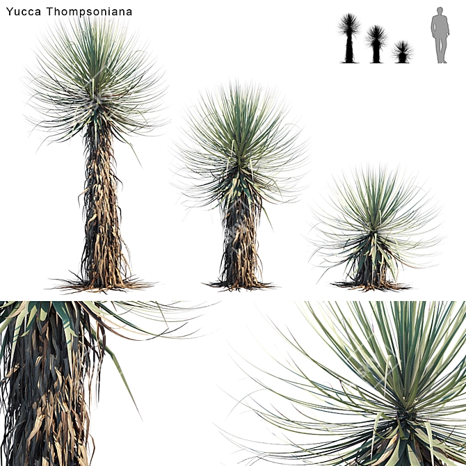 Thompson's Yucca: Versatile Beaked Beauty 3D model image 1