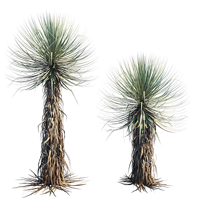 Thompson's Yucca: Versatile Beaked Beauty 3D model image 3