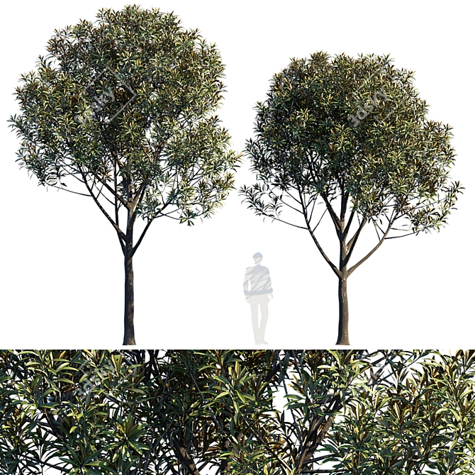 Urban Flora V6 - Detailed Model Trees 3D model image 1