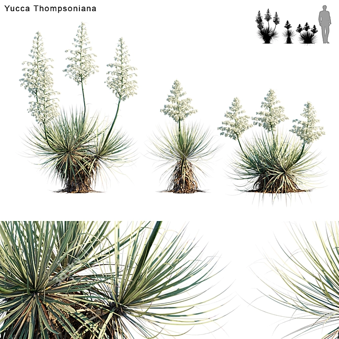 Thompson's Yucca | Beaked Yucca Model 3D model image 1