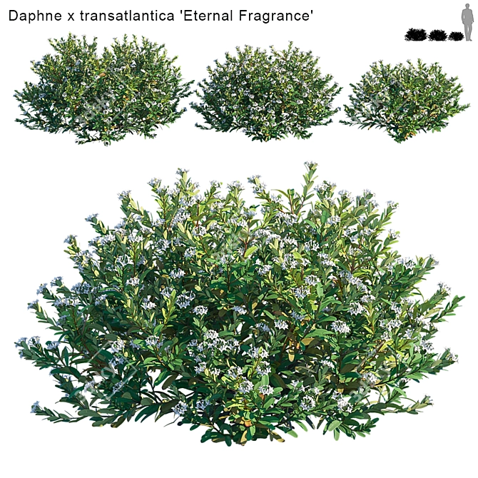 Eternal Fragrance: Daphne x Transatlantica 3D model image 1