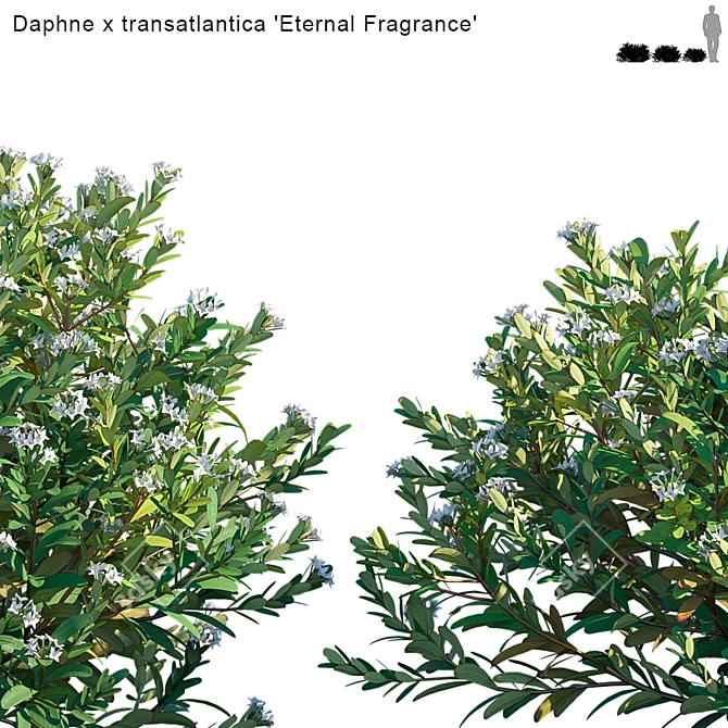 Eternal Fragrance: Daphne x Transatlantica 3D model image 2
