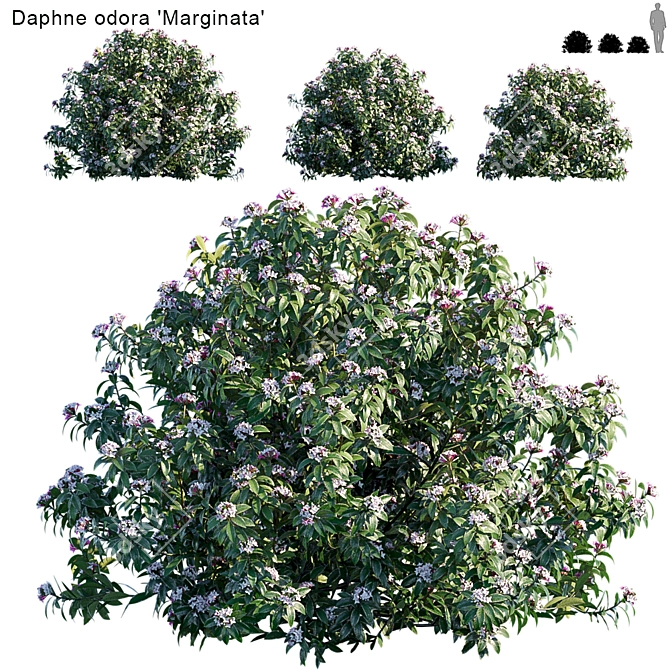 Daphne Odora Marginata: Versatile and Vibrant 3D model image 1