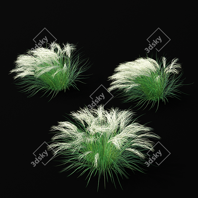 Feathery Beauty: Thinnest Fern | Stipa tenuissima 3D model image 3