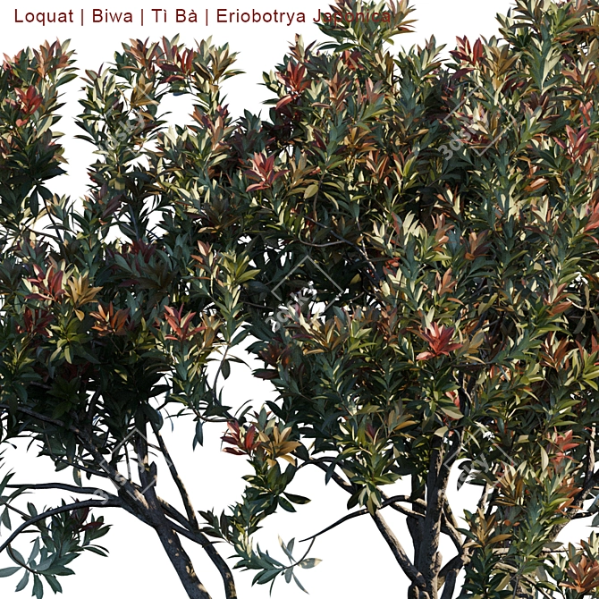 Eriobotrya Japonica Tree: Vibrant & Realistic Model 3D model image 3