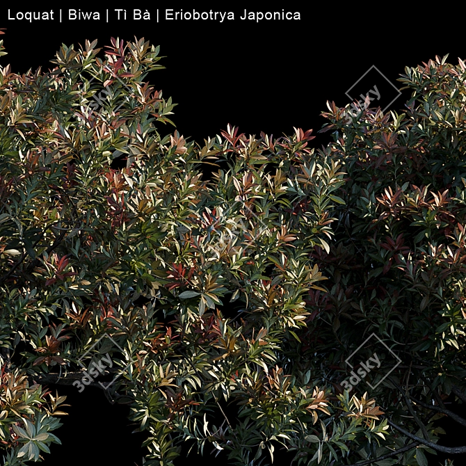 Exquisite Loquat Biwa - Japanese Fruit 3D model image 2