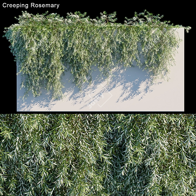 Evergreen Beauty: Creeping Rosemary 3D model image 1