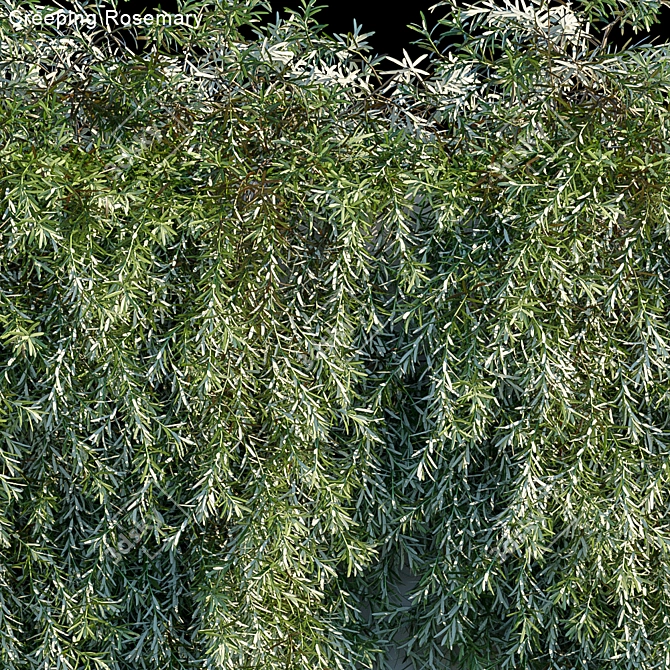 Evergreen Beauty: Creeping Rosemary 3D model image 2