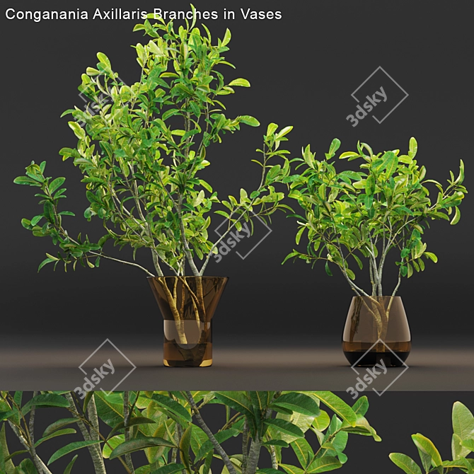 Conganania Axillaris Branches - Elegant Vase Decor 3D model image 1