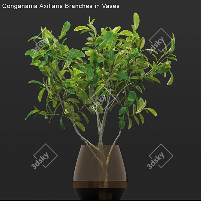 Conganania Axillaris Branches - Elegant Vase Decor 3D model image 2