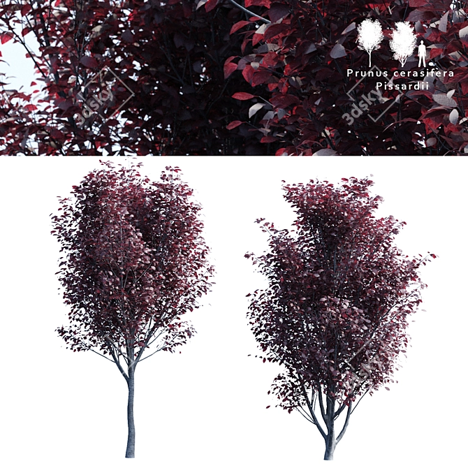 Prunus Pissardii Tree: Vibrant and Elegant 3D model image 1