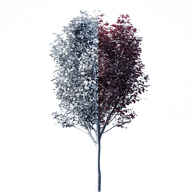 Prunus Pissardii Tree: Vibrant and Elegant 3D model image 2