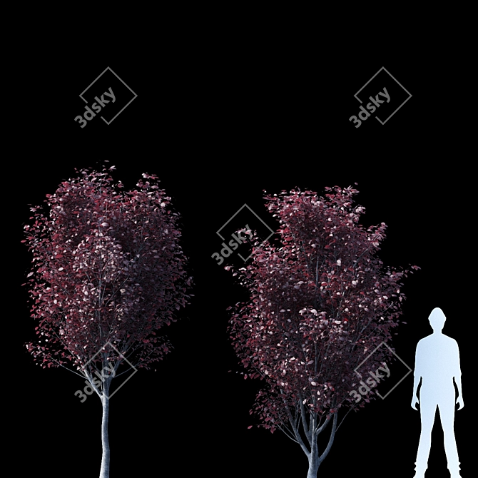 Prunus Pissardii Tree: Vibrant and Elegant 3D model image 3